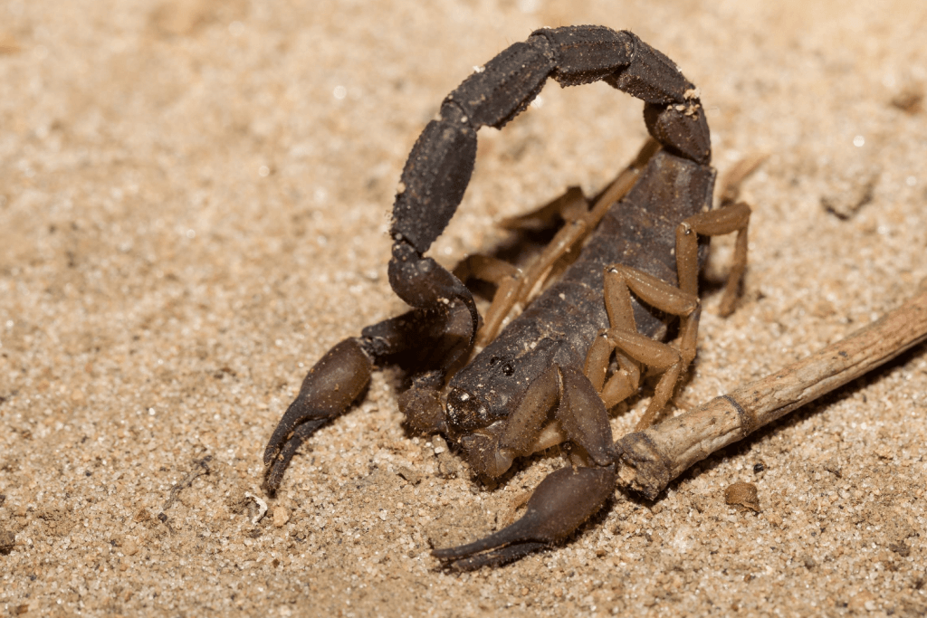 scorpion zodiac symbol